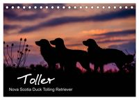 Produktbild: Toller - Nova Scotia Duck Tolling Retriever (Tischkalender 2026 DIN A5 quer), CALVENDO Monatskalender