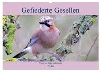 Produktbild: Gefiederte Gesellen - V&ouml;gel aus Wald und Garten (Wandkalender 2026 DIN A2 quer), CALVENDO Monatskalender