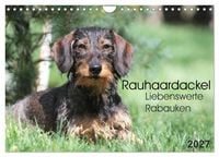Produktbild: Liebenswerte Rabauken - Rauhaardackel (Wandkalender 2027 DIN A4 quer), CALVENDO Monatskalender