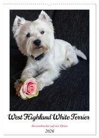 Produktbild: West Highland White Terrier - Herzensbrecher auf vier Pfoten (Wandkalender 2026 DIN A2 hoch), CALVENDO Monatskalender