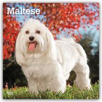 Produktbild: Maltese &ndash; Malteser 2027 &ndash; 16-Monatskalender