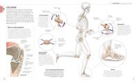 Lauftraining – Die Anatomie verstehen