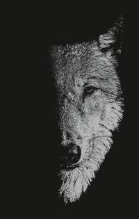 Produktbild: In the company of wolves