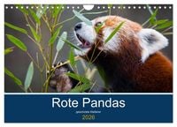 Produktbild: Rote Pandas - geschickte Kletterer (Wandkalender 2026 DIN A4 quer), CALVENDO Monatskalender