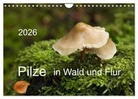 Produktbild: Pilze in Wald und Flur (Wandkalender 2026 DIN A4 quer), CALVENDO Monatskalender