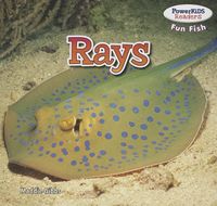 Produktbild: RAYS
