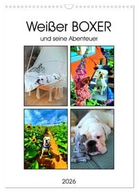 Produktbild: Wei&szlig;er BOXER (Wandkalender 2026 DIN A3 hoch), CALVENDO Monatskalender