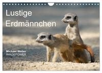 Produktbild: Lustige Erdm&auml;nnchen (Wandkalender 2027 DIN A4 quer), CALVENDO Monatskalender
