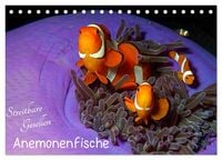Produktbild: Anemonenfische - Streitbare Gesellen (Tischkalender 2026 DIN A5 quer), CALVENDO Monatskalender