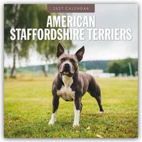 Produktbild: American Staffordshire Terriers &ndash; American Staffordshire Terrier 2027 &ndash; 16-Monatskalender