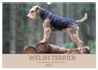 Produktbild: Welsh Terrier - treue Gef&auml;hrten und vielseitige J&auml;ger (Wandkalender 2027 DIN A3 quer), CALVENDO Monatskalender