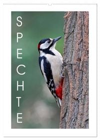 Produktbild: Spechte (Wandkalender 2026 DIN A2 hoch), CALVENDO Monatskalender