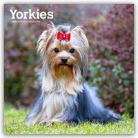 Produktbild: Yorkshire Terriers &ndash; Yorkshire Terrier &ndash; Yorkies 2026 &ndash; 16-Monatskalender