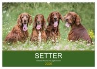 Produktbild: Setter - Geliebter Freund und Jagdkamerad (Wandkalender 2026 DIN A2 quer), CALVENDO Monatskalender
