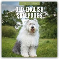 Produktbild: Old English Sheepdogs &ndash; Bobtail 2026 &ndash; 16-Monatskalender