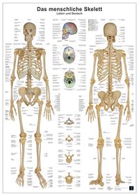 Produktbild: Anatomie Lerntafeln- Das menschliche Skelett