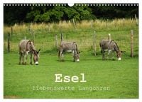Produktbild: Esel - liebenswerte Langohren (Wandkalender 2027 DIN A3 quer), CALVENDO Monatskalender
