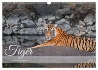 Produktbild: Tiger von Ranthambore (Wandkalender 2026 DIN A3 quer), CALVENDO Monatskalender
