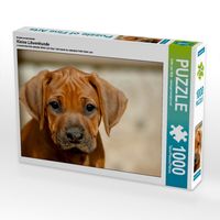 Produktbild: CALVENDO Puzzle Ein Motiv aus dem Kalender Kleine L&ouml;wenhunde | 1000 Teile Lege-Gr&ouml;&szlig;e 64x48cm Foto-Puzzle f&uuml;r gl&uuml;ckliche Stunden