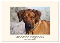 Produktbild: Rhodesian Ridgeback Power aus S&uuml;dafrika (Wandkalender 2026 DIN A3 quer), CALVENDO Monatskalender