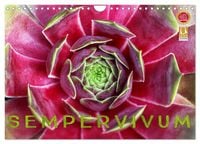 Produktbild: Sempervivum - Hauswurz (Wandkalender 2026 DIN A4 quer), CALVENDO Monatskalender