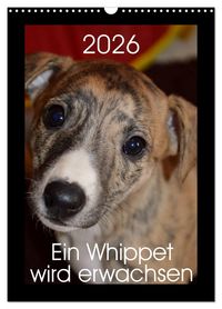 Produktbild: Ein Whippet wird erwachsen (Wandkalender 2026 DIN A3 hoch), CALVENDO Monatskalender