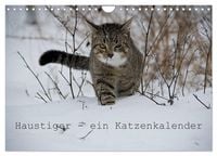 Produktbild: Haustiger - Ein Katzenkalender (Wandkalender 2026 DIN A4 quer), CALVENDO Monatskalender