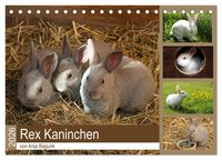 Produktbild: Rex - Kaninchen (Tischkalender 2026 DIN A5 quer), CALVENDO Monatskalender