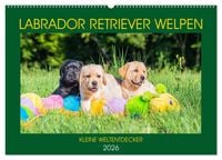 Produktbild: Labrador Retriever Welpen - Kleine Weltentdecker (Wandkalender 2026 DIN A2 quer), CALVENDO Monatskalender
