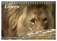 Produktbild: L&ouml;wen (Tischkalender 2026 DIN A5 quer), CALVENDO Monatskalender