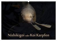 Produktbild: Nishikigoi oder Koi Karpfen (Wandkalender 2026 DIN A2 quer), CALVENDO Monatskalender