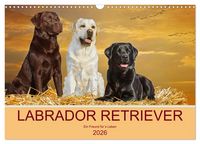 Produktbild: Labrador Retriever - Ein Freund f&uuml;r&acute;s Leben (Wandkalender 2026 DIN A3 quer), CALVENDO Monatskalender