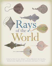 Produktbild: Rays of the World