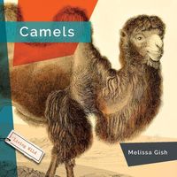 Produktbild: Camels