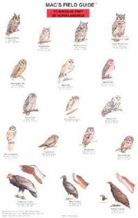 Produktbild: Mac's Field Guides: North American Birds of Prey
