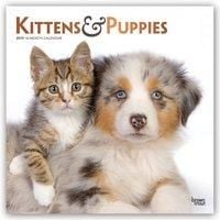 Bild vom Artikel Kittens & Puppies - Kätzchen & Hundewelpen 2019 - 16-Monatskalender vom Autor Available Not