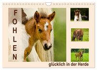 Produktbild: Fohlen, gl&uuml;cklich in der Herde (Wandkalender 2027 DIN A4 quer), CALVENDO Monatskalender