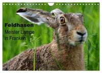 Produktbild: Feldhasen - Meister Lampe in Franken (Wandkalender 2026 DIN A4 quer), CALVENDO Monatskalender