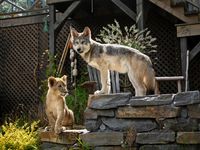 Der Wolf und der Löwe