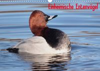 Produktbild: Einheimische Entenv&ouml;gel (Wandkalender 2022 DIN A3 quer)