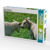 Produktbild: junge Texelscharpie (Puzzle)