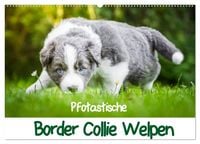 Produktbild: Pfotastische Border Collie Welpen (Wandkalender 2026 DIN A2 quer), CALVENDO Monatskalender