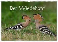 Produktbild: Der Wiedehopf (Wandkalender 2026 DIN A2 quer), CALVENDO Monatskalender