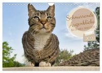 Produktbild: Schnurrende Augenblicke (Wandkalender 2027 DIN A4 quer), CALVENDO Monatskalender