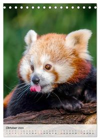 Entdecken Sie den schönen Kalender 2024 mit Bildern von Roten Pandas! 