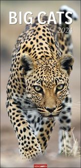 Bild vom Artikel Big Cats Kalender 2024 vom Autor 