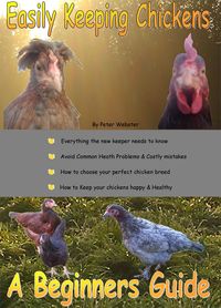 Produktbild: Easily Keeping Chickens (in your garden): A Beginner's Guide