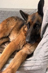 Produktbild: Der Sch&auml;ferhund &ndash; ein Begleiter f&uuml;rs Leben