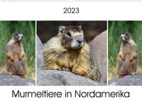 Bild vom Artikel Murmeltiere in Nordamerika (Wandkalender 2023 DIN A2 quer) vom Autor Dieter Wilczek