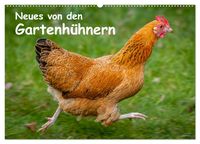 Produktbild: Neues von den Gartenh&uuml;hnern (Wandkalender 2026 DIN A2 quer), CALVENDO Monatskalender